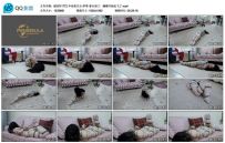 半岛束艺台 萨蒂 春天到了，蝴蝶开始乱飞了