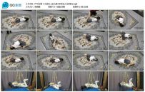 飞天原创 云仙儿驷马和柔仙儿吊缚展示