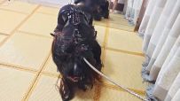 【一颗露露子】K9连体丝母狗露露の服从性测试 暴力龟责榨汁关笼！ 穿戴飞机杯爬行放置